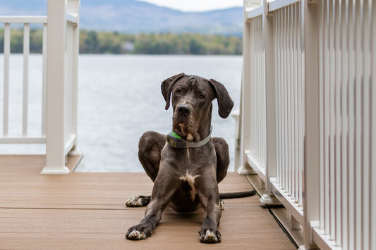 Dog resting on a porch.