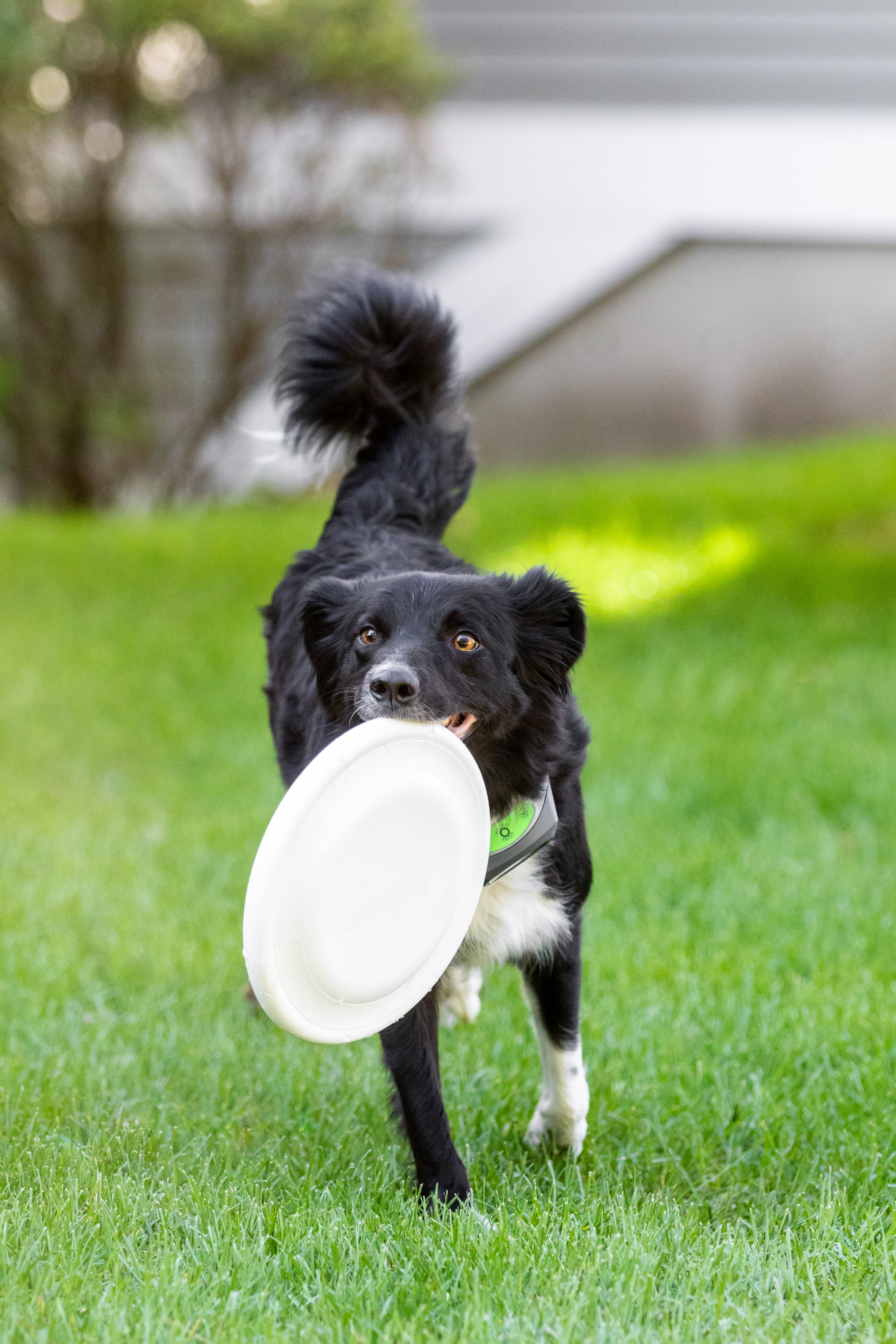 4 Dog Health Products to Ensure Safety and Wellness