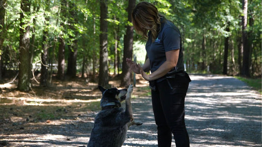 Why You Should Try Dog Touch Training With Your Pup