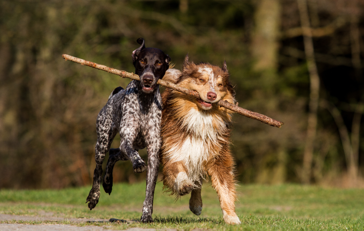 5  Dog Breed Traits & Characteristics Explained by Genetics
