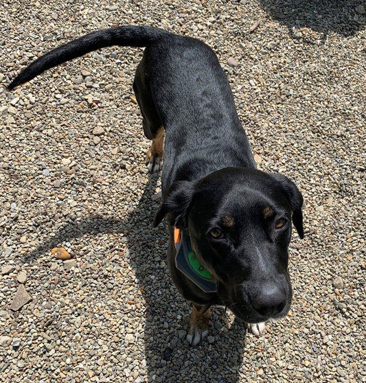 3 Acres of Joy for a Rottweiler/Lab Mix: Dozer's Story