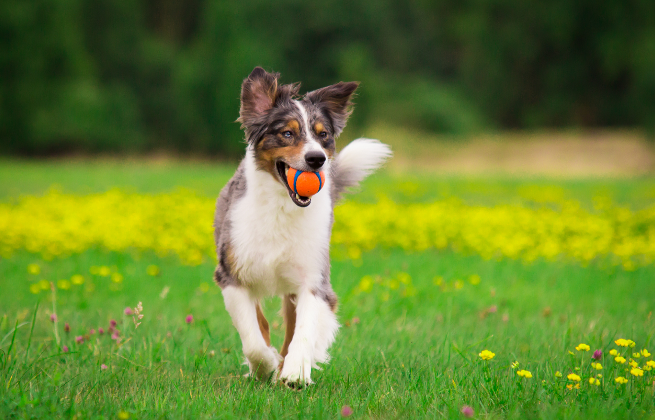 Dog fetching a ball.