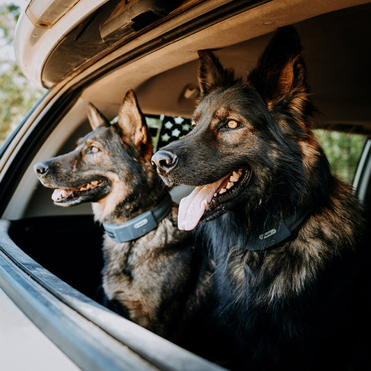 German Shepherds looking out car window