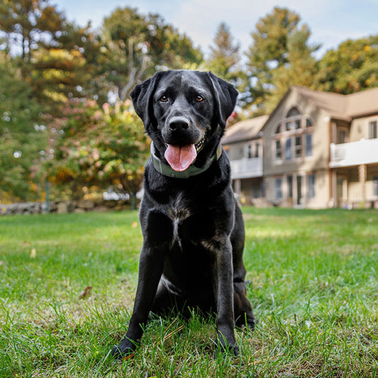 Dog in front of a home.