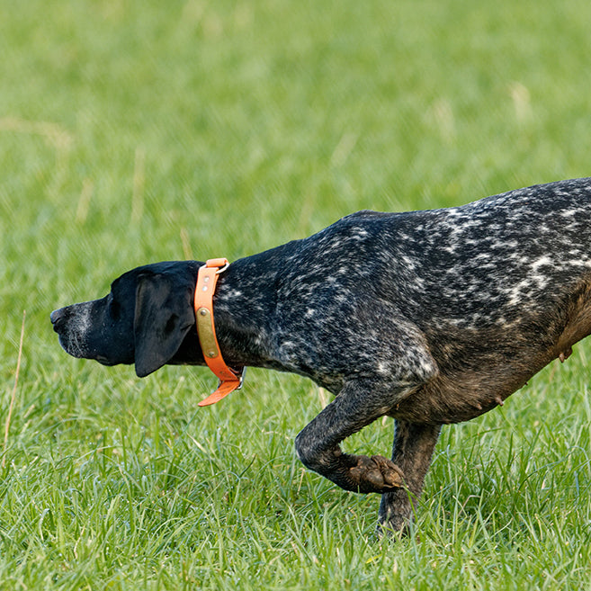 German Shorthaired Pointer
