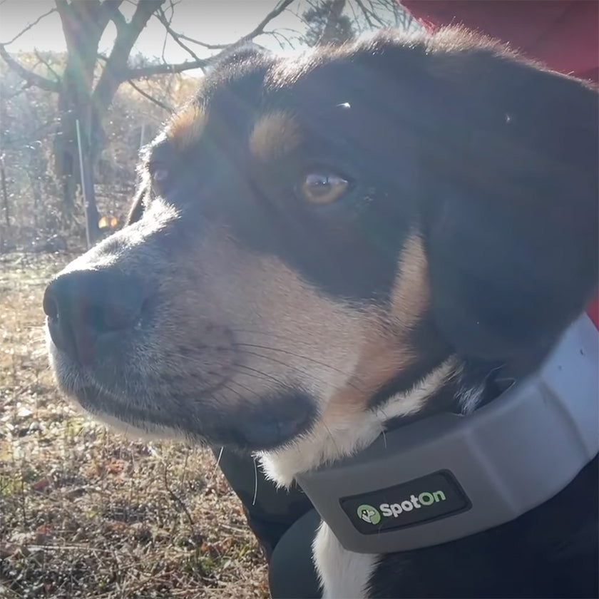 See how Esmy is living her best dog life, with freedom to protect her chickens.
