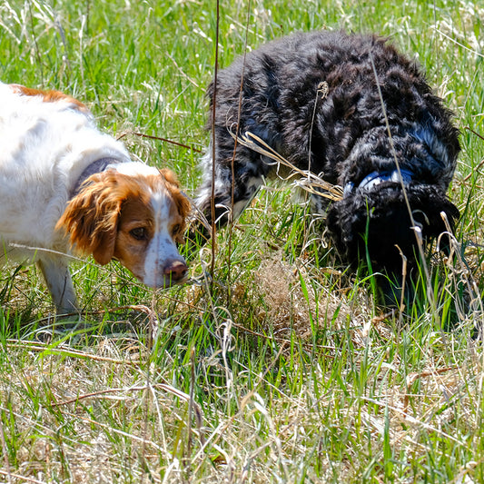 Customer Review. Why this user switched from Halo Collar to SpotOn GPS Fence