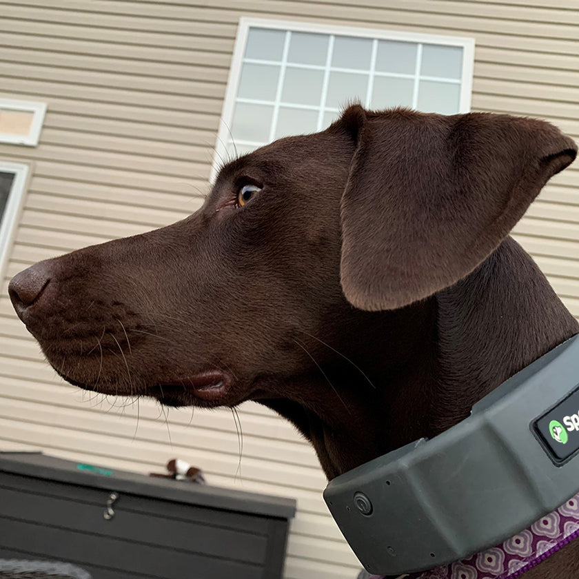 A GPS Fence Perfect For a GSP Dog: Molly's Story