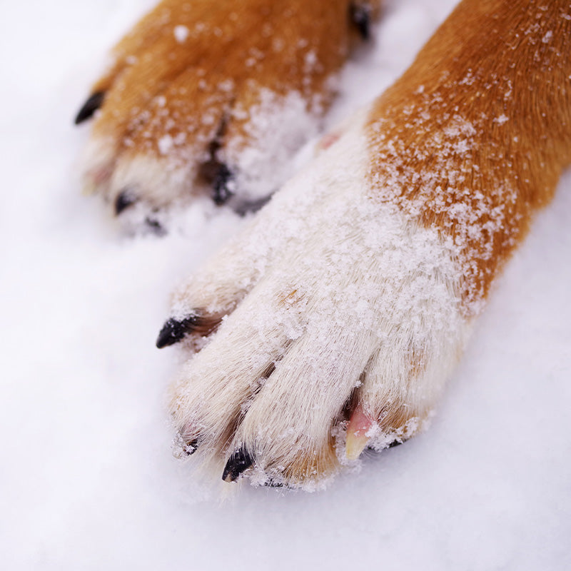 Dog Paw Care: 4 Easy Tips to Protect Your Pooches' Pads