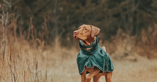 Dogs With High Prey Drive: A Breed and Containment Guide