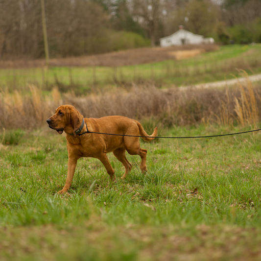 The 3 Most Common Mistakes with a GPS Dog Fence (And How to Avoid Them)