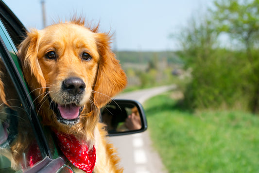 Dog hanging out of a car window