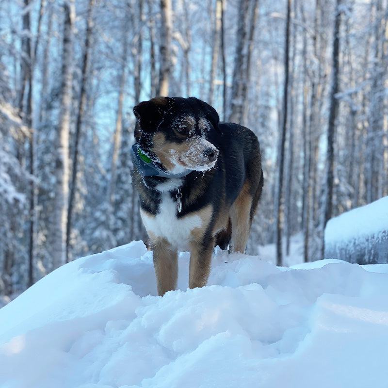 An Acre of Alaskan Adventures for this Husky/Lab Mix: Koko's Story