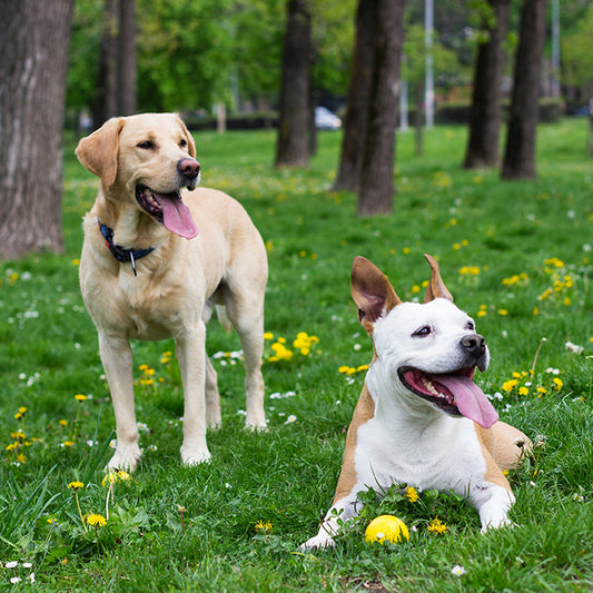 The 5 Types of Enrichment for Dogs & Their Benefits