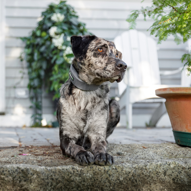 Take this quick quiz to find out if SpotOn is right for you & your dog.