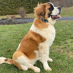 5 Acres of Joy for a Playful Saint Bernard: Bentley's Story