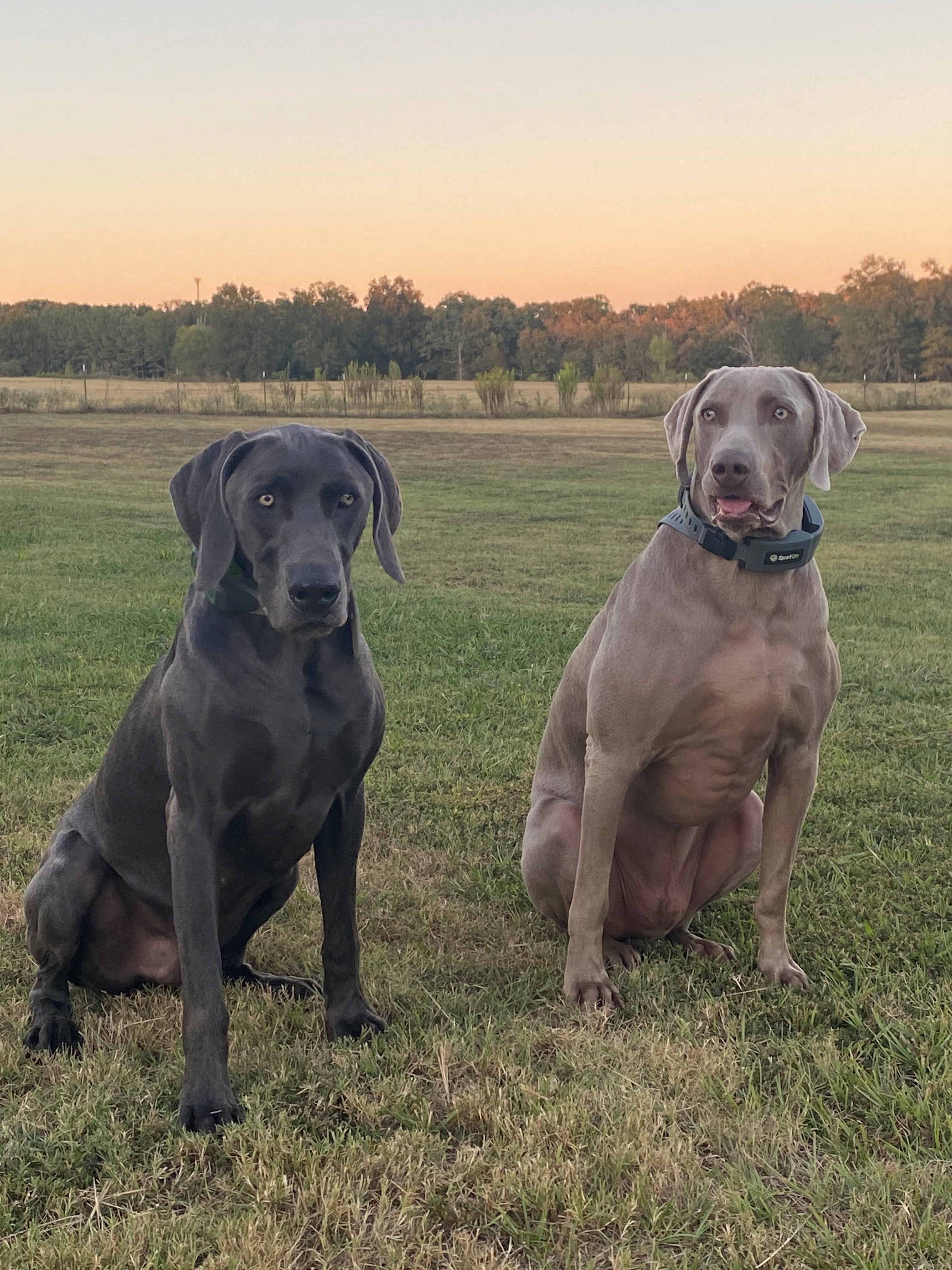7 Acres of Freedom for Weimaraner Pups: Loki & Levon's Story