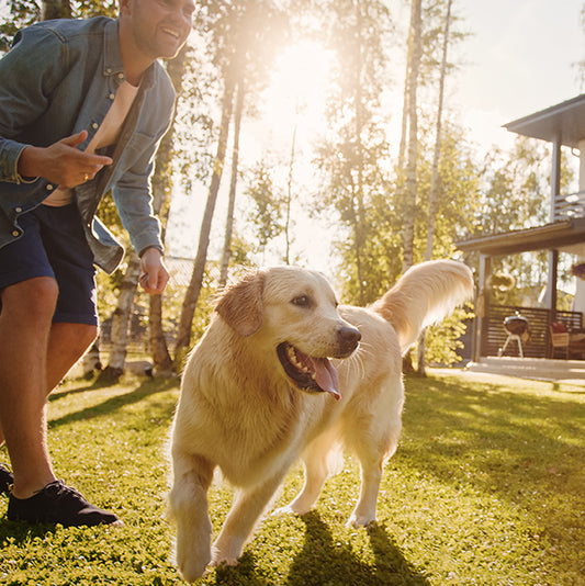 Dog in a backyard.