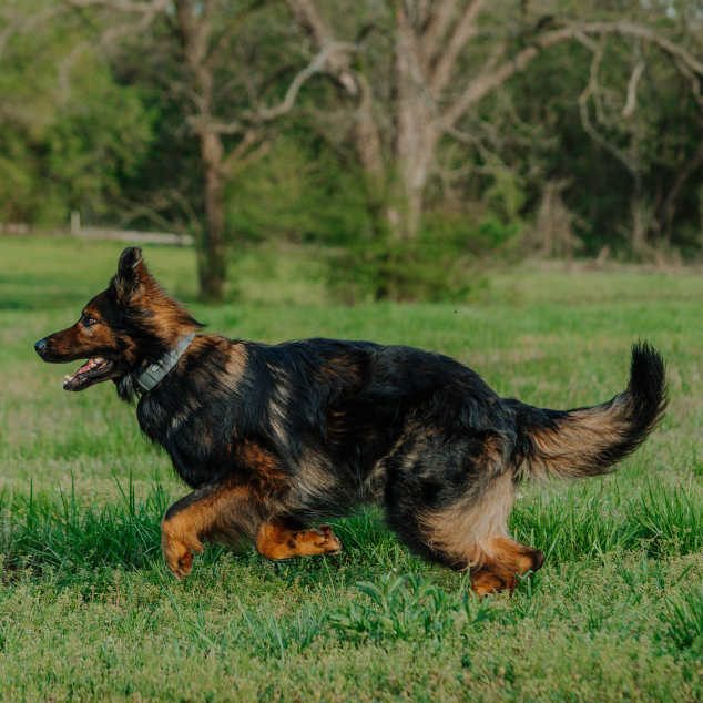 German Shepherd roaming yard in SpotOn Fence.
