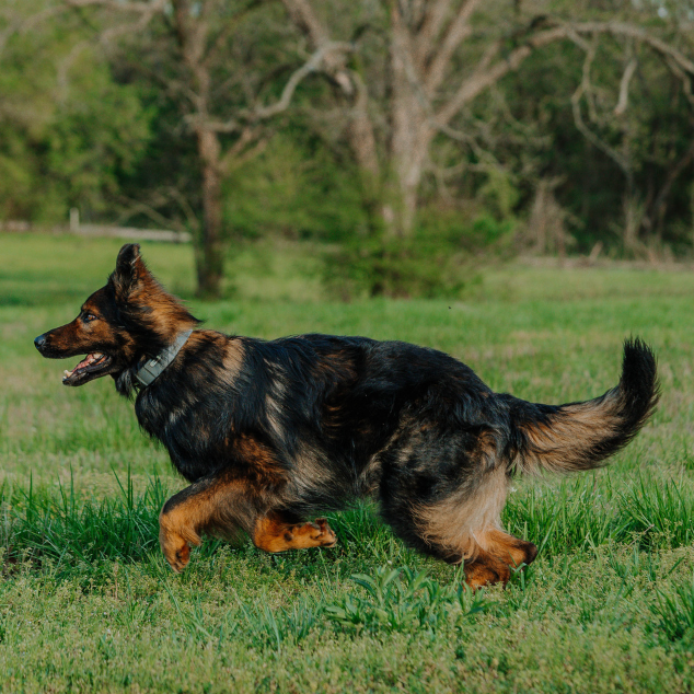 German shepherd wearing a spoton collar.