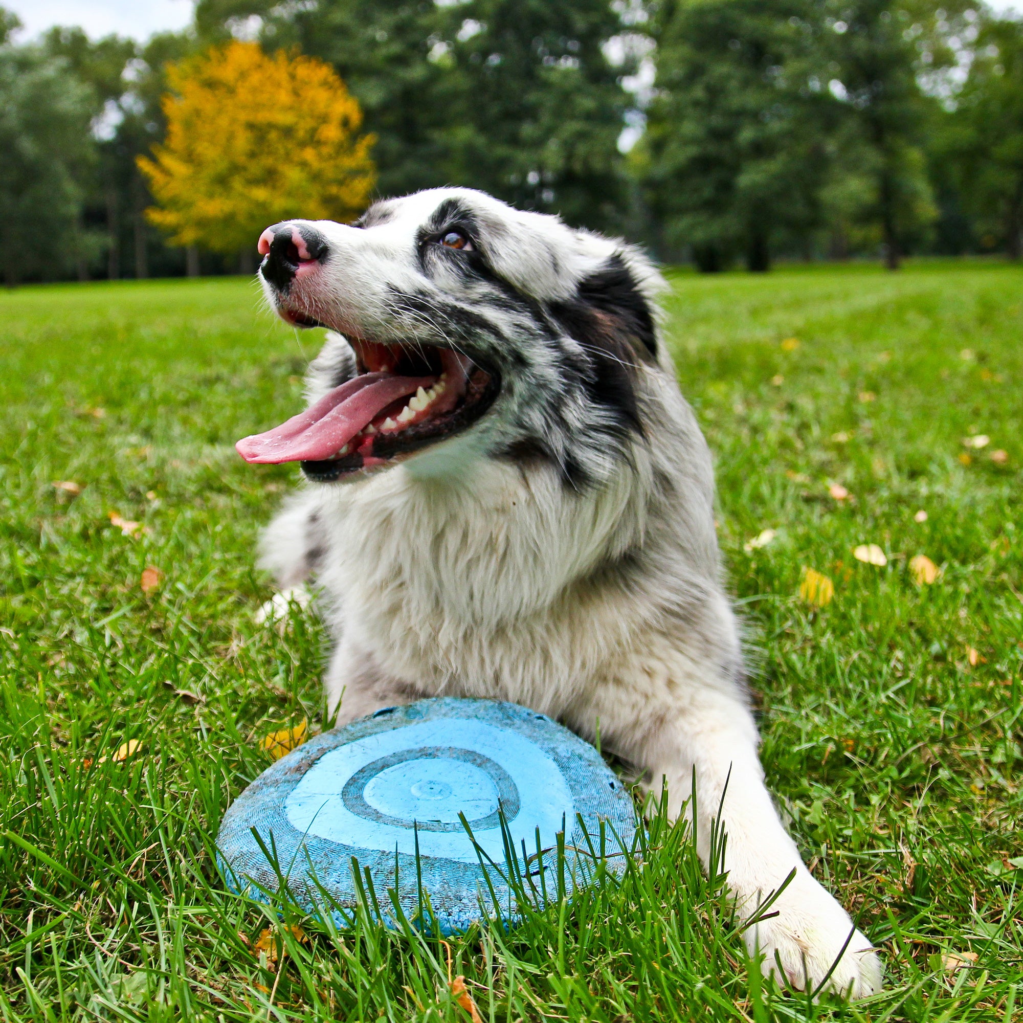 Dog with frisbee.