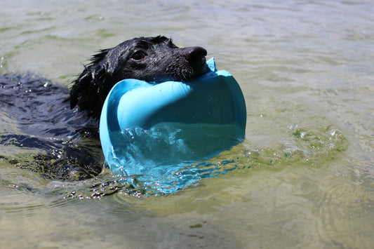 The Best Outdoor Dog Toys for Your Backyard