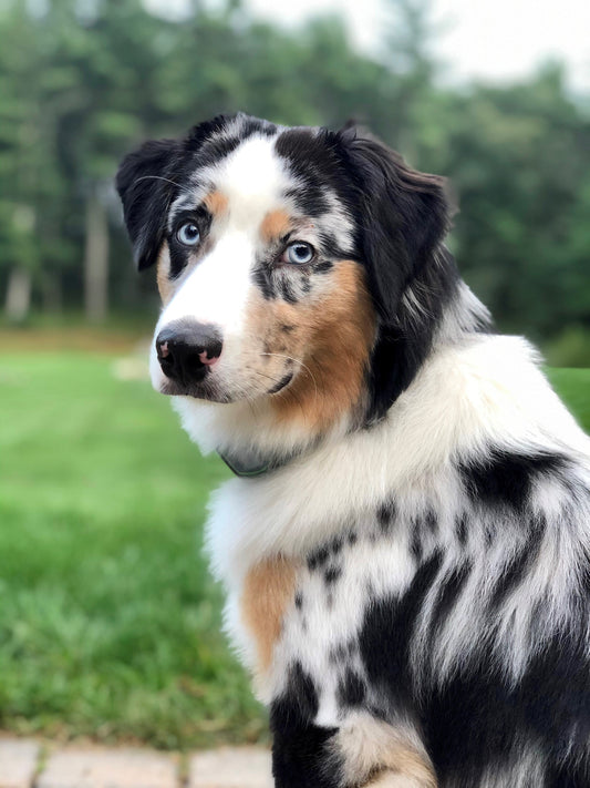 Freedom on 2 Acres for a Mini Australian Shephard Pup: Finnley's Story