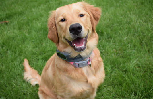 No More FOMO for this Golden Retriever: Myla's Story