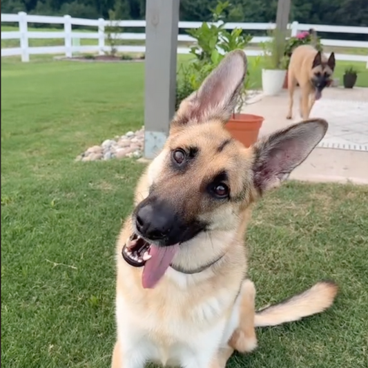 German shepherds using SpotOn Collars.