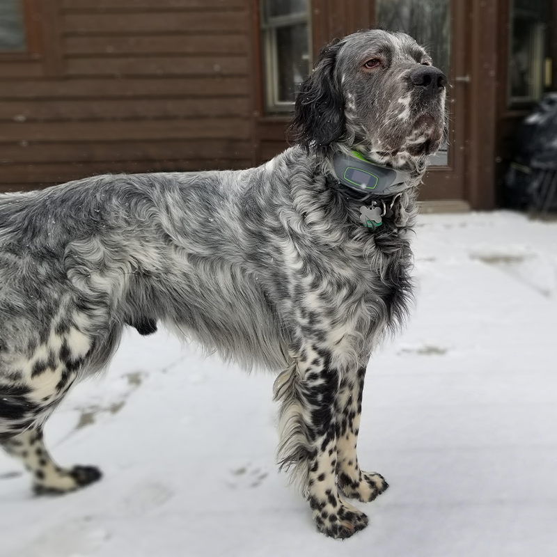 An Acre of Adventures for this English Setter: Dobbin's Story
