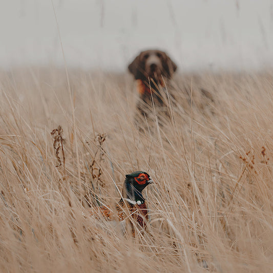 Duck & Bird Dog Training: 11 Commands To Know Before Your First Hunt