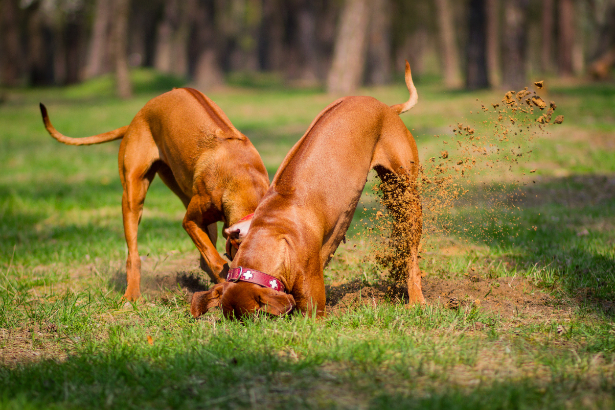How to Stop a Dog From Digging: Expert Training Tips & Prevention Methods