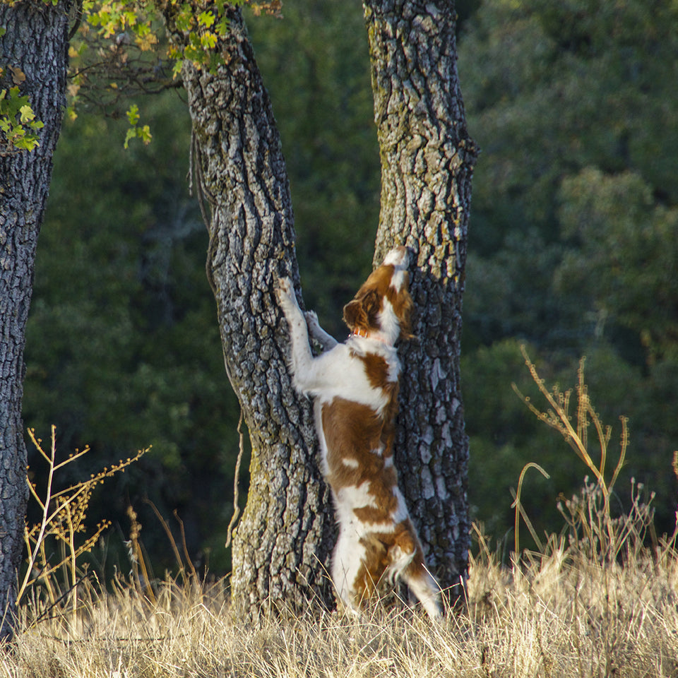 Squirrel Hunting With Dogs: 8 Things to Know Before You Go