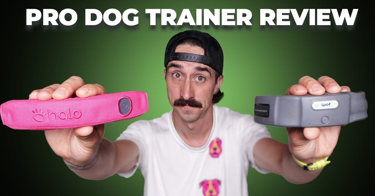 SpotOn vs. Halo: A Professional Dog Trainer Puts Two GPS Fences to the Test
