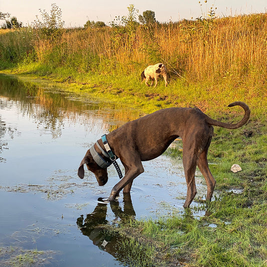 Finally a way to keep Ava’s hunting adventures safely at home, within her 30 acre fence.