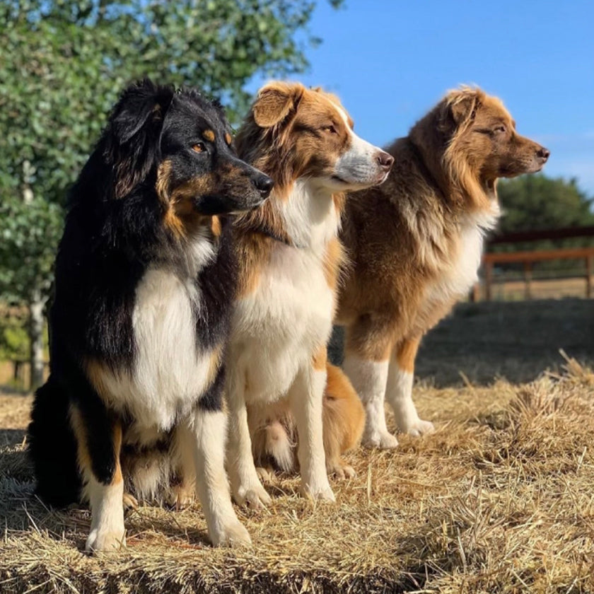15 Acres for This Sheep Herding Trio to Explore: Jedi, Griz & Sonny's Story