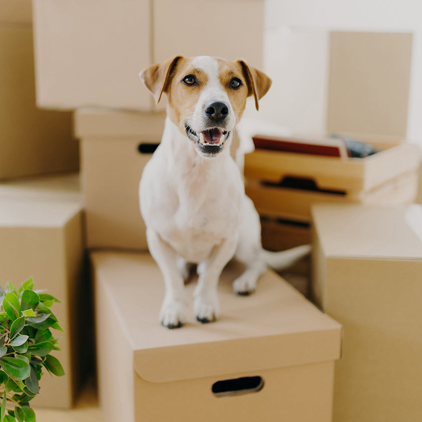 Happy dog surrounded by moving boxes