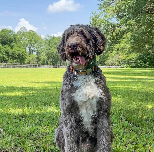 Vinnie VonPaw Aussiedoodle