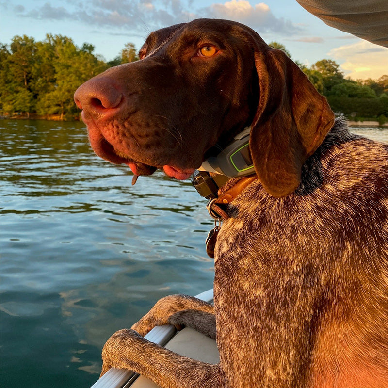 German Shorthaired Pointer Swims & Explores Unleashed: Ruger's Story