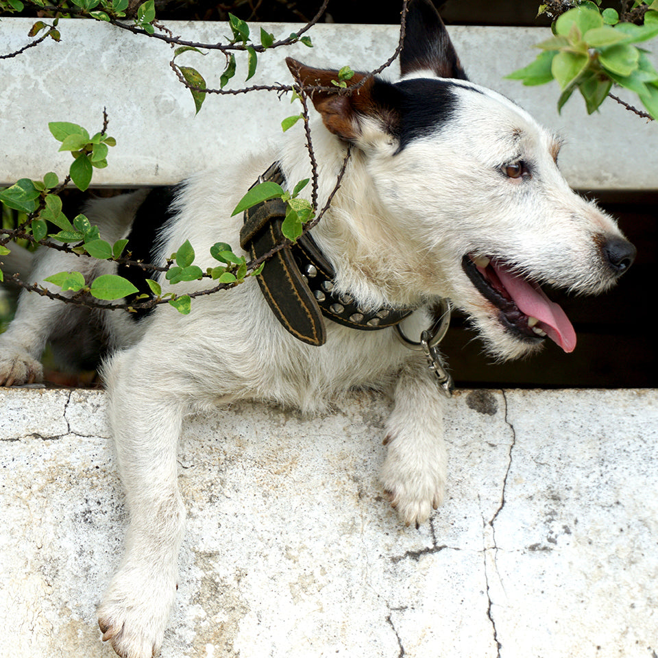 Dog about to escape from a wooden fence.