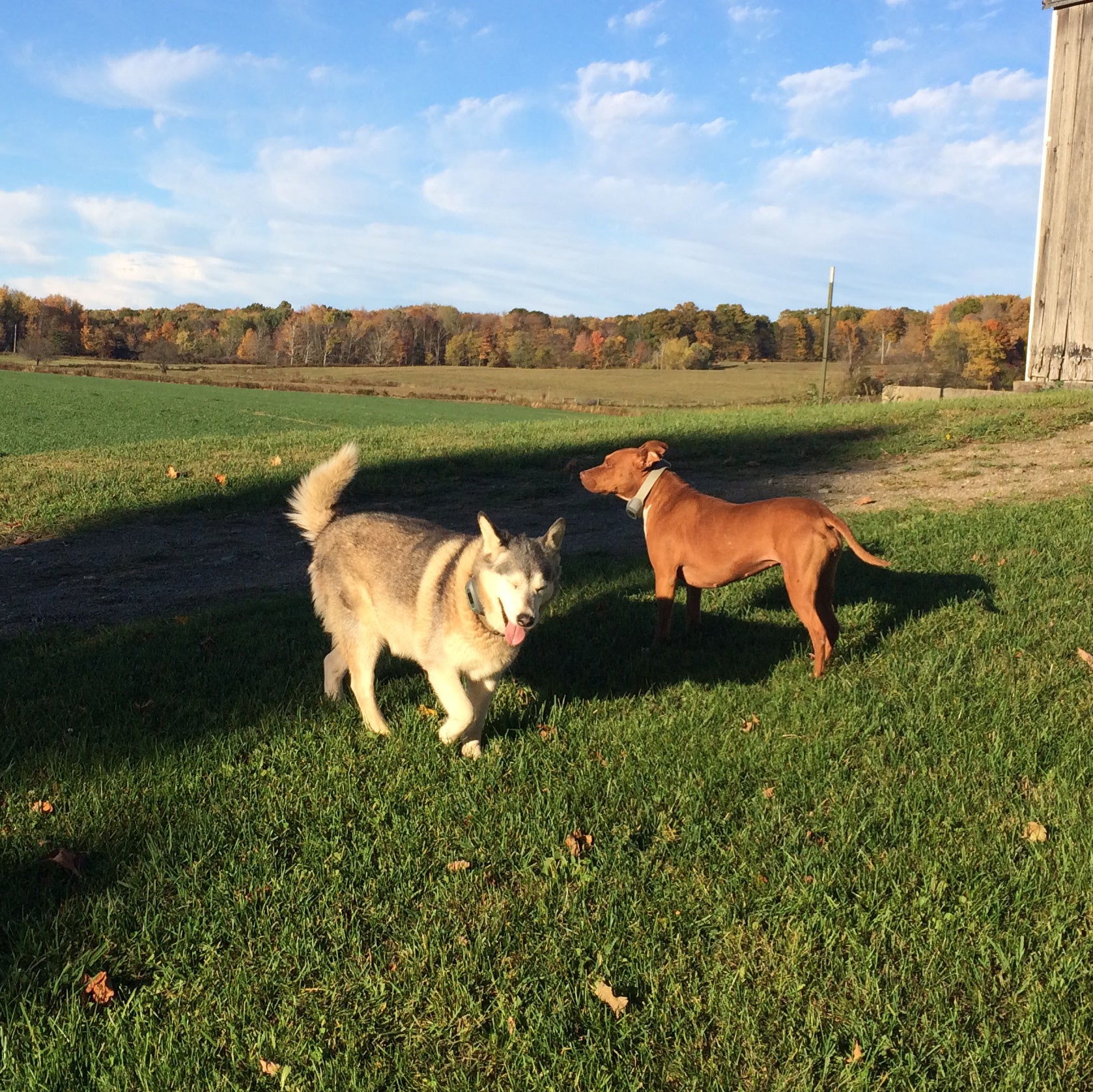 180 Acres of Farm Freedom for a Husky & Pit Mix: Luna & Penelope's Story