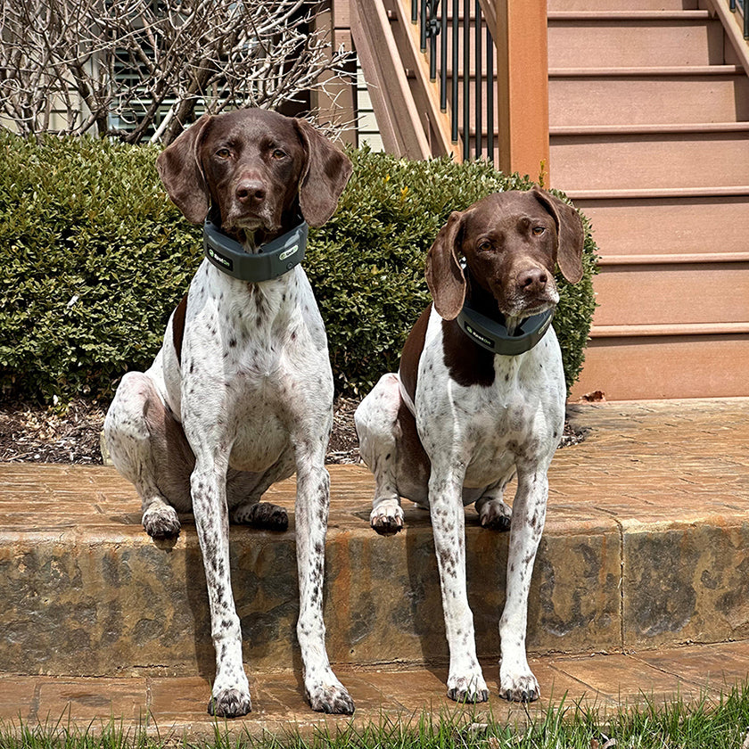 Two GSPs with the Freedom to Hunt, Fish, and Run: Maddi & Sophie's Story