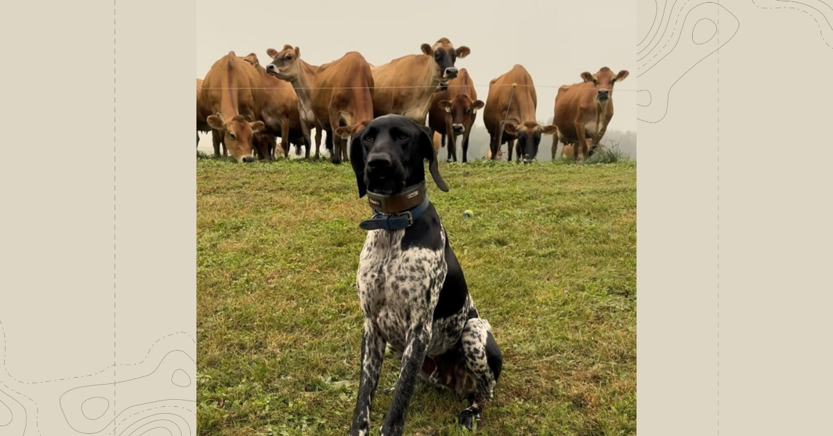 Dog Activity Tracking for High-Energy Breeds