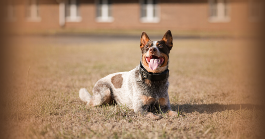 HOA Fencing: Guidelines & Rules for HOA-Compliant Dog Fences