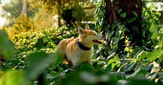 Does SpotOn Work Under Heavy Tree Cover?