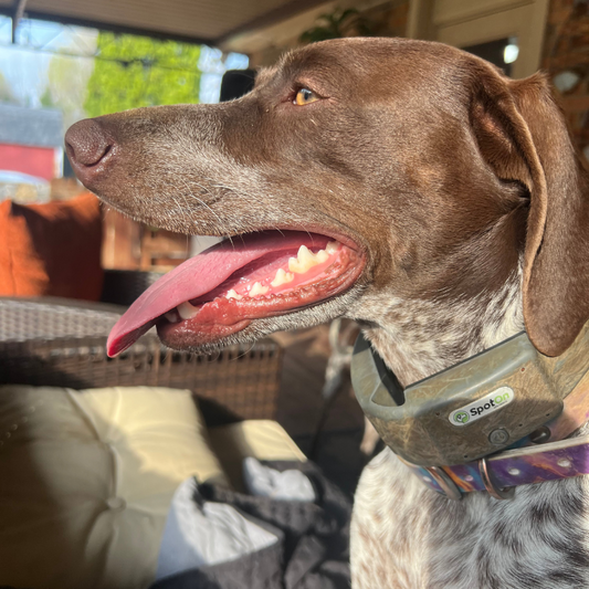 How Kelly Keeps Her High-Energy GSPs Safe & Happy