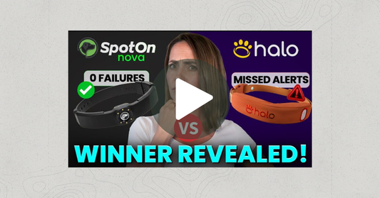 SpotOn Nova vs Halo Collar 5: Expert Review from Pampered Pup