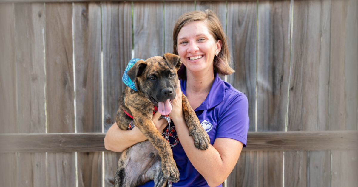 SpotOn Nova vs. Halo Collar 5:  An Expert Trainer’s Real-World Comparison