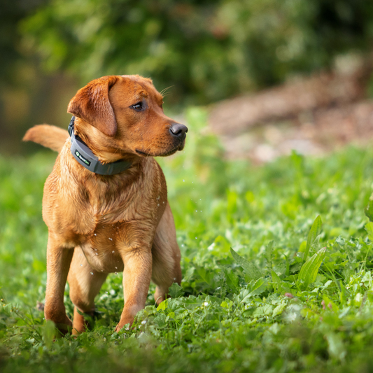 How Forest Mode Makes SpotOn the Best GPS Dog Fence for Wooded Areas