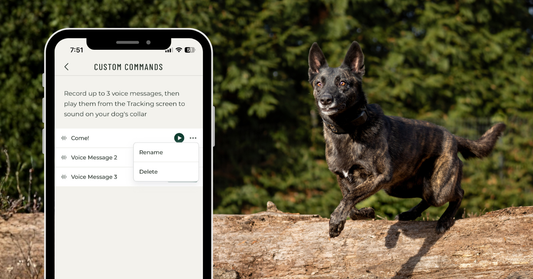 How to Train Your Dog Using SpotOn’s New Voice Command Feature